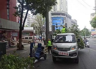 耒陽市城管局 修剪校園周邊綠化樹，守護安全與綠意同行