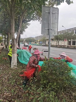 漳平市城市管理局 為樹木披上“防寒衣”，全面筑牢冬季綠化防線