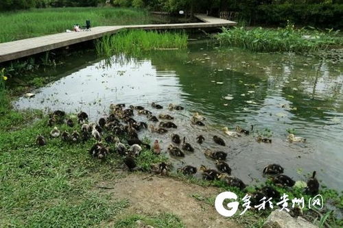 貴陽市城市綠化服務中心多措并舉，打響福壽螺防治戰